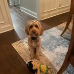 Baxter - @baxter.james.green - Instagram