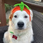 Baxter - @baxter_green9 - Instagram