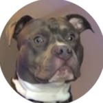 Baxter Green - @baxter_the_pitbull_ - Instagram