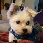 Baxter Greenlee - @baxtergreenlee - Instagram