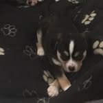 Harry Greenwood - @baxtergreenwood - Instagram