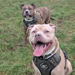 Baxter & Harris 🐶 - @baxter.and.harris.adventures - Instagram