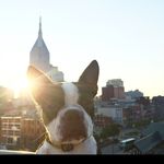 Baxter Harris - @baxterboston - Instagram