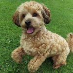 Baxter Harris-Fisher - @baxterharrisfisher - Instagram