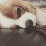 Baxter Hayes - @baxterhayes - Instagram