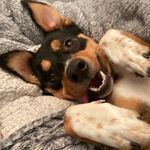Baxter Hayes - @kelpiexbc_and_his_hooman - Instagram