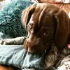 harry baxter hayes - @its_ya_boi_hazza - TikTok
