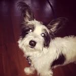 @baxter.hillman - Instagram