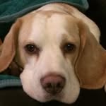 Baxter Hill - @baxter.beagle247 - Instagram