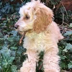 Baxter Hill - @cockapoo_baxter.hill - Instagram