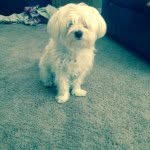 Baxter Hill - @_baxter_the_dog_ - Instagram
