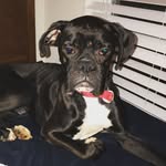 Baxter Remington Hill - @kingbaxtertheboxer - Instagram