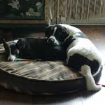 Baxter and Jackson - @_bax_and_jax_ - Instagram