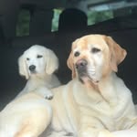 Baxter And Jackson - @puppybax - Instagram