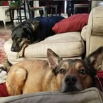 baxter&jackson - @bax.jax - Instagram