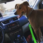 Bronco Baxter Jackson - @broncobaxter_ - Instagram