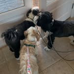 James Baxter, Jackson, Katy - @tibetan_bork_squad - Instagram