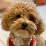 Baxter Johnson - @baxerj2020 - Instagram