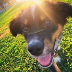 Baxter Johnson - @aussie_the_baxter - Instagram
