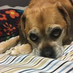 Baxter Johnson - @baxter.beagle_ - Instagram