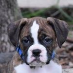Baxter Johnson - @baxter_the.boxer - Instagram