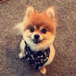 Baxter The Pom - @baxter.johnson - Instagram