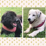 Baxter & Piper Martin - @thefiercelifeofbaxtyandpipey - Instagram