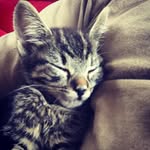 Baxter Ambrose-Martinez - @baxter_the_lion - Instagram