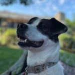 Baxter Burgundy McCoy - @baxtermac_kindof_a_big_deal - Instagram