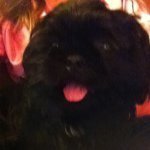 Baxter Is A Dog Moore - @baxter_is_a_black_dog_78 - Instagram