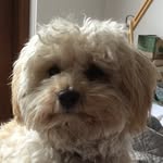 Baxter Moss - @basta.bista - Instagram