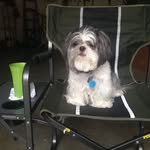 Sir Baxter of Winston Moss - @sir_baxter_of_winston_moss - Instagram