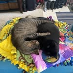 Baxter & Murphy - @two.naughty.kitties - Instagram