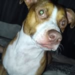 Baxter & Murphy - @baxter_mutttrphy - Instagram
