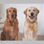 Baxter & Murphy - @baxandmurph - Instagram