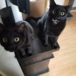 Baxter & Murphy & Delilah! - @baxtermurphyanddelilah - Instagram