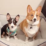 Baxter and Bentley Murphy - @_baxthecorgi - Instagram