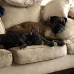 Baxter and Murphy - @murphyandbaxter - Instagram