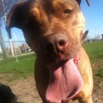 Baxter - @baxtermurphy - Instagram