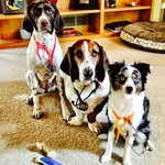 Baxter, Kona, & Murphy - @baxkonamurph_partyof3 - Instagram