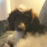 Baxter Murphy - @baxter_the_snoopydog - Instagram