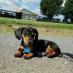 Baxter Murphy🐶 - @baxter.murph - Instagram