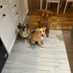 Pig, Baxter, and Murphy - @p_b_and_m - Instagram
