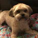 Sir Baxter Murphy Roberts - @baxter_bubbs - Instagram