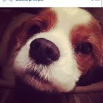 Baxter - @baxterphillips - Instagram