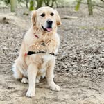 Baxter Phillips - @baxter.the.golden.retriever - Instagram