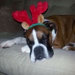 Baxter - @baxter_porter10_ - Instagram
