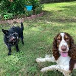 Dixie, Baxter, Porter & MORE Adventures! - @dixiebaxteradventures - Instagram