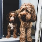 Baxter & Jasper Reid - @baxterandjaspercockapoo - Instagram