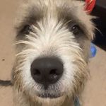 Baxter Reid - @bax.reid - Instagram